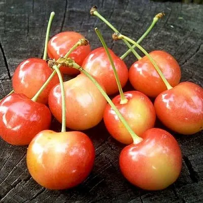 Черешня ЮЛИЯ  Черешня ЮЛИЯ в Череповце