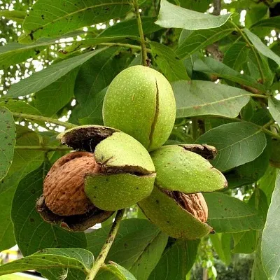 Грецкий орех  Грецкий орех в Череповце