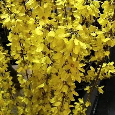 Форзиция ГОЛДРАУШ  Форзиция ГОЛДРАУШ в Череповце