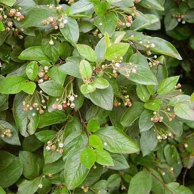 Кизильник блестящий в Череповце