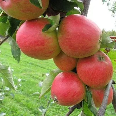 Яблоня ПИККОЛО в Череповце