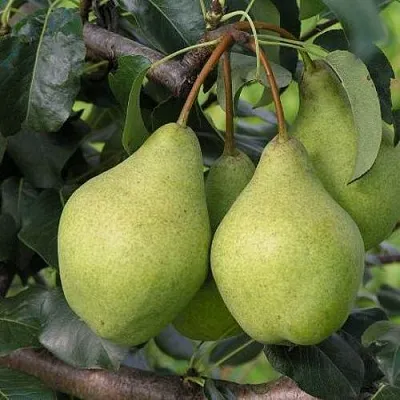 Груша ОРЛОВСКАЯ ЛЕТНЯЯ  Груша ОРЛОВСКАЯ ЛЕТНЯЯ в Череповце