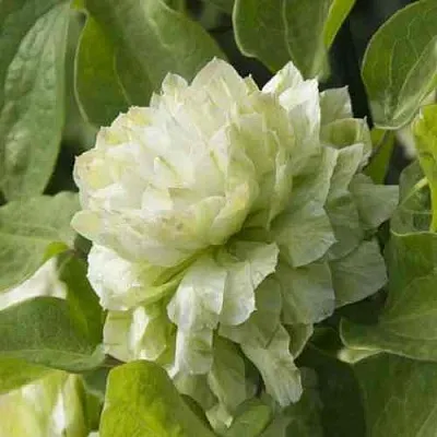 Клематис КОХАНА  Клематис КОХАНА в Череповце