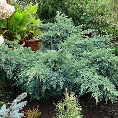 Можжевельник БЛЮ ШВЕД (СВИД) чешуйчатый в Череповце