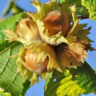 Фундук ТОНДА РОМАНА  Фундук ТОНДА РОМАНА в Череповце