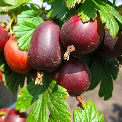 Крыжовник ЧЕРНОСЛИВОВЫЙ  Крыжовник ЧЕРНОСЛИВОВЫЙ в Череповце