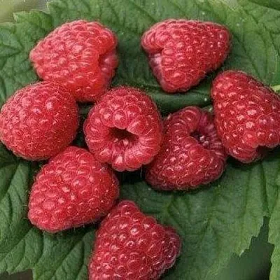 Малина ЗЮГАНА  Малина ЗЮГАНА в Череповце