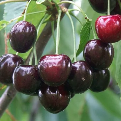 Черешня ЛЮБИМИЦА АСТАХОВА  Черешня ЛЮБИМИЦА АСТАХОВА в Череповце