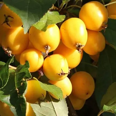 Яблоня ГОЛДЕН ХОРНЕТ декоративная  Яблоня ГОЛДЕН ХОРНЕТ декоративная в Череповце