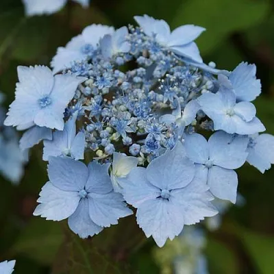 Гортензия БЛЮ ДЕКЛ пильчатая  Гортензия БЛЮ ДЕКЛ пильчатая в Череповце