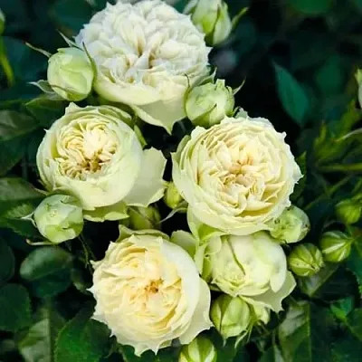 Саженцы роз БЛАНШЕТТ спрей  Саженцы роз БЛАНШЕТТ спрей в Череповце