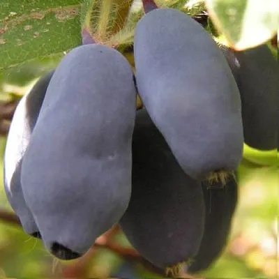 Жимолость съедобная КРУПНОПЛОДНАЯ в Череповце