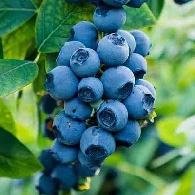 Голубика БОНИФАЦИЙ в Череповце