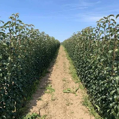 Саженцы почтой и ТК  Саженцы почтой и ТК в Череповце