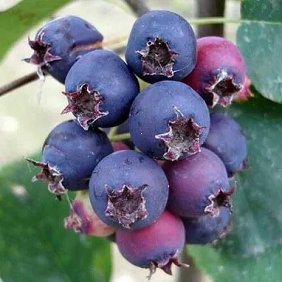 Ирга SLEYT  Ирга SLEYT в Череповце