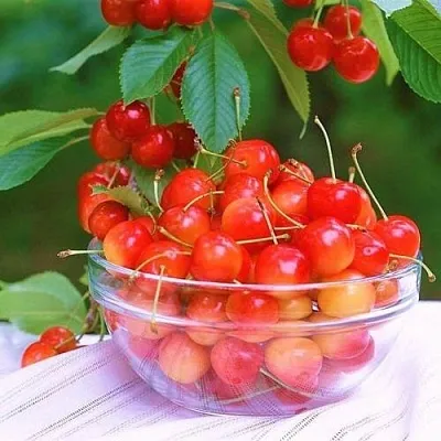 Черешня НАСЛАЖДЕНИЕ  Черешня НАСЛАЖДЕНИЕ в Череповце