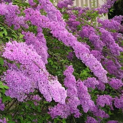 Сирень КИТАЙСКАЯ  Сирень КИТАЙСКАЯ в Череповце