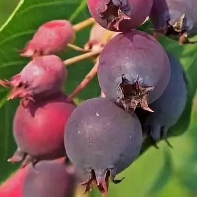 Ирга MANDAN  Ирга MANDAN в Череповце