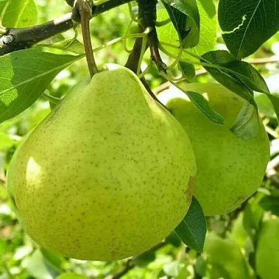 Груша ДАЛИКОР колонновидная  Груша ДАЛИКОР колонновидная в Череповце