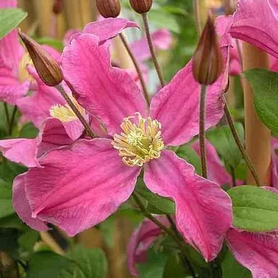 Клематис ИНСПИРЕЙШН ЗОЙН  Клематис ИНСПИРЕЙШН ЗОЙН в Череповце