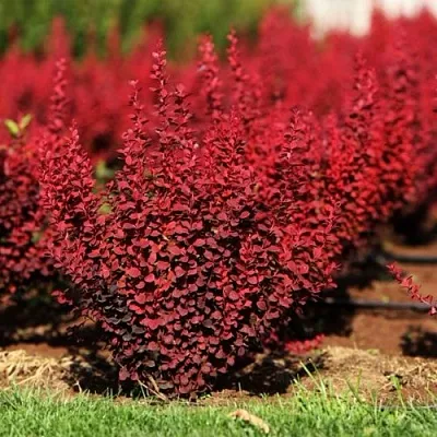 Барбарис ОРАНЖ РОКЕТ тунберга в Череповце