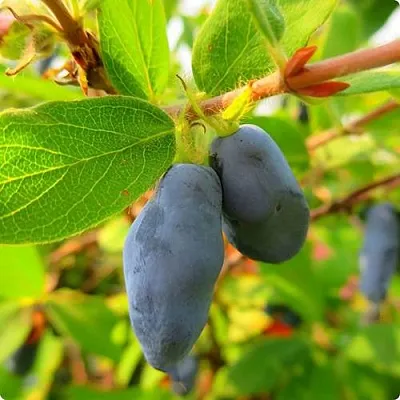 Жимолость съедобная БОРЕАЛ БЛИЗЗАРД (СЕВЕРНАЯ МЕТЕЛЬ) в Череповце