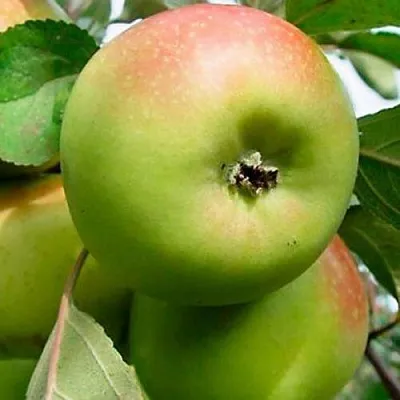 Яблоня БРАТ ЧУДНОГО стелющаяся в Череповце