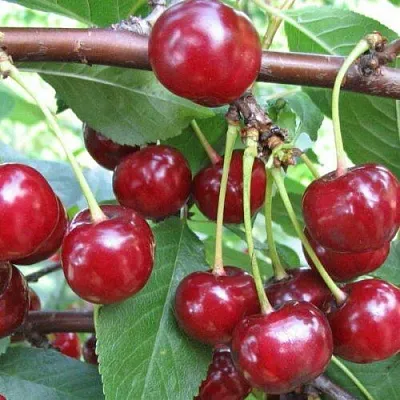 Вишня ТУРГЕНЕВКА в Череповце