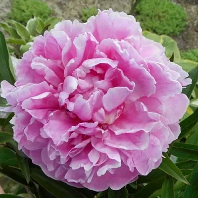 Пион РИМ травянистый  Пион РИМ травянистый в Череповце