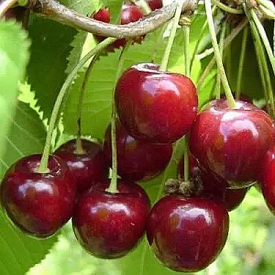 Вишня ХАРИТОНОВСКАЯ в Череповце