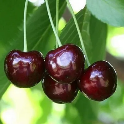 Черешня ЛЕНИНГРАДСКАЯ ЧЁРНАЯ  Черешня ЛЕНИНГРАДСКАЯ ЧЁРНАЯ в Череповце