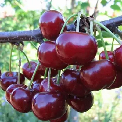 Дюк ИВАНОВНА  Дюк ИВАНОВНА в Череповце