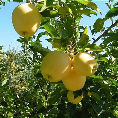 Яблоня ГОЛДЕН МИЛЛЕНИУМ  Яблоня ГОЛДЕН МИЛЛЕНИУМ в Череповце