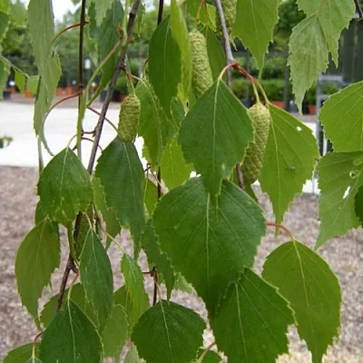 Береза ФАСЦИНЕЙШЕН белая   Береза ФАСЦИНЕЙШЕН белая  в Череповце