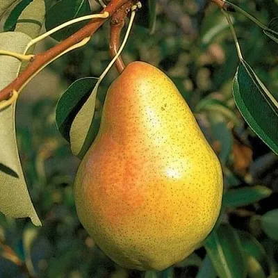 Груша ВЕЛЕСА  Груша ВЕЛЕСА в Череповце