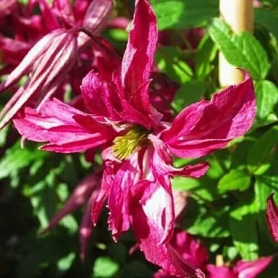 Клематис РОЗАЛИН  Клематис РОЗАЛИН в Череповце