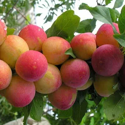 Слива СКОРОПЛОДНАЯ  Слива СКОРОПЛОДНАЯ в Череповце