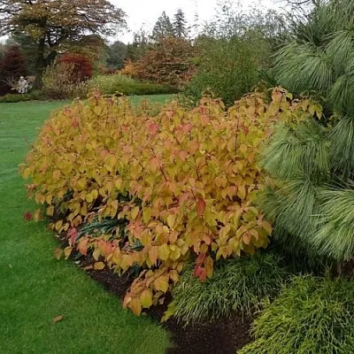 Дерен  АННА ВИНТЕР ОРАНЖ кроваво-красный    Дерен  АННА ВИНТЕР ОРАНЖ кроваво-красный   в Череповце