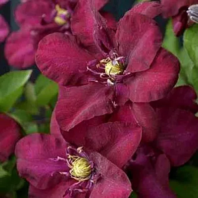 Клематис ЯН III СОБЕСКИ  Клематис ЯН III СОБЕСКИ в Череповце