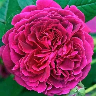 Саженцы роз ВИЛЬЯМ ШЕКСПИР английская  Саженцы роз ВИЛЬЯМ ШЕКСПИР английская в Череповце