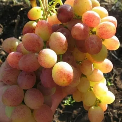 Виноград ТАСОН в Череповце