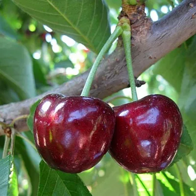 Черешня СЮБАРОВСКАЯ  Черешня СЮБАРОВСКАЯ в Череповце