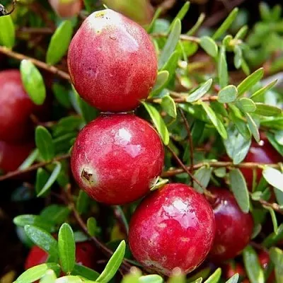 Клюква СТИВЕНС  Клюква СТИВЕНС в Череповце