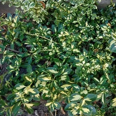 Бересклет САНСПОТ форчуна  Бересклет САНСПОТ форчуна в Череповце