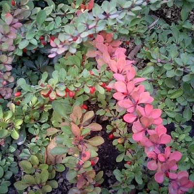 Барбарис ГРИН КАРПЕТ тунберга в Череповце