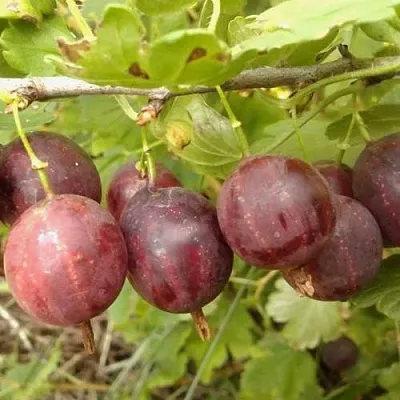 Крыжовник СМЕНА  Крыжовник СМЕНА в Череповце