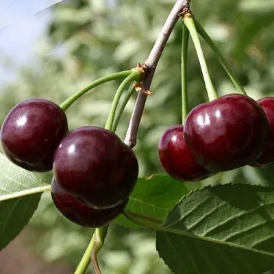 Вишня ЖАДАНА в Череповце