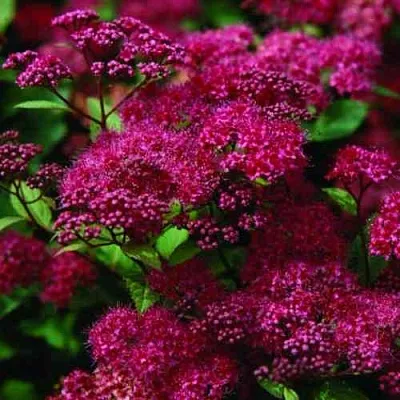 Спирея АНТОНИ ВАТЕРЕР японская  Спирея АНТОНИ ВАТЕРЕР японская в Череповце