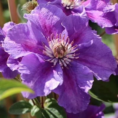 Клематис АШВА  Клематис АШВА в Череповце