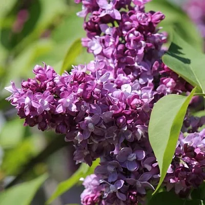 Сирень ИЗОБИЛИЕ в Череповце